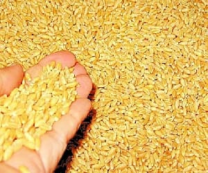 heavy wheat spoiled in Markfed warehouse moga, two suspand